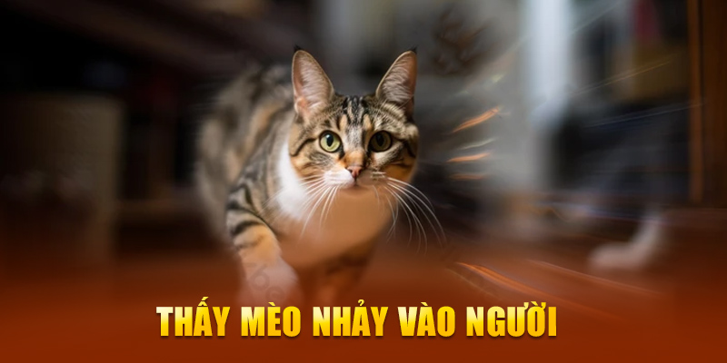 Thấy mèo nhảy vào người